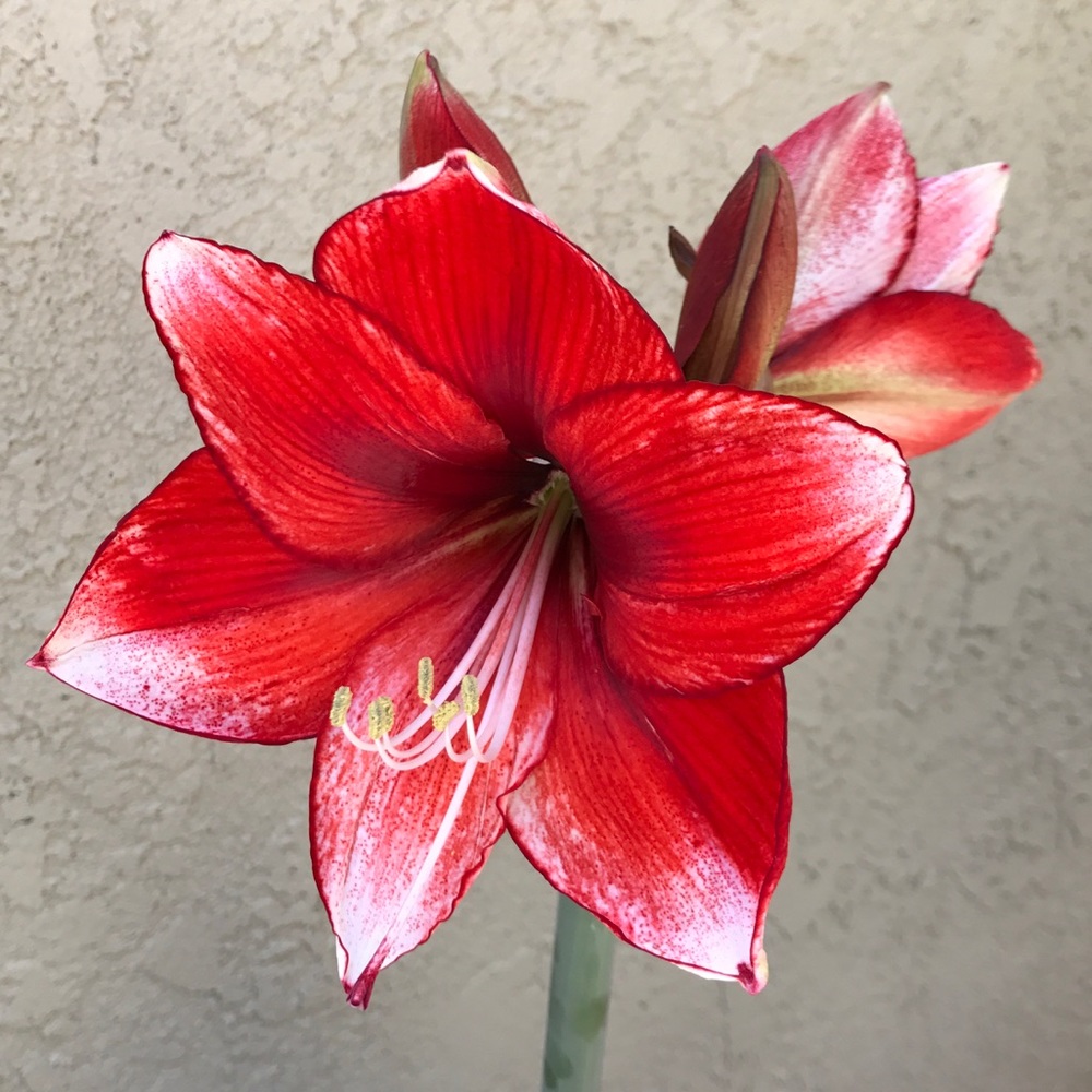 Be right back! Working on a garage clean out, will reopen later in the spring.